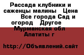 Рассада клубники и саженцы малины › Цена ­ 10 - Все города Сад и огород » Другое   . Мурманская обл.,Апатиты г.